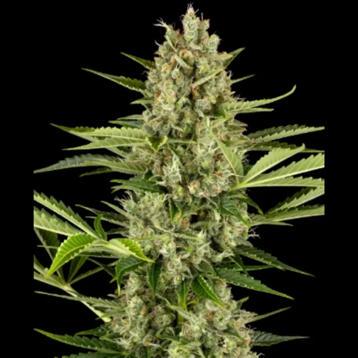 SENSI SEEDS BANK - JACK HERER AUTOMATIC FEM - immagine 1