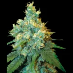 SENSI SAMEN BANK - JACK HERER FEM