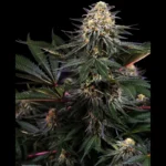 SENSI SEEDS RESEARCH - LOCKDOWN KUSH FEM | 3 SEMI