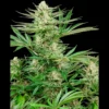 SENSI SEEDS RESEARCH - MALIBU GOLD OG FEM | 3 SAMEN