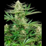 SENSI SEEDS RESEARCH - MALIBU GOLD OG FEM | 3 SEMI