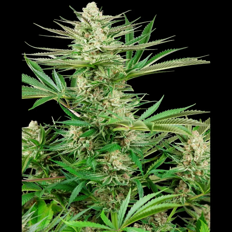 SS_malibu_gold_og_fem_plant.webp SENSI SEEDS RESEARCH - MALIBU GOLD OG FEM | 3 SEMI - immagine 1