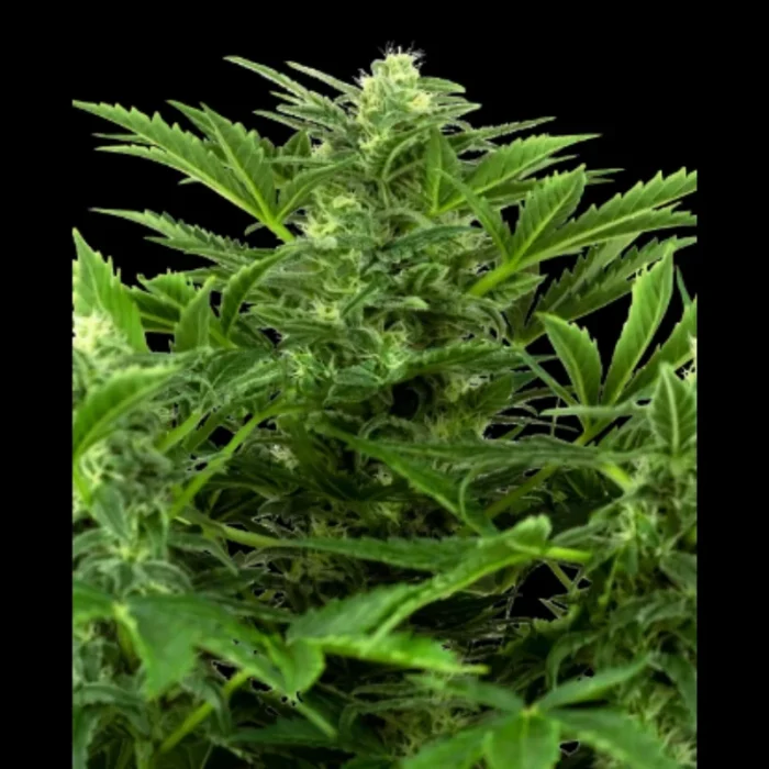 SENSI SEEDS RESEARCH - MANDARIN PUNCH AUTO FEM - immagine 1