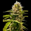 SENSI SEEDS RESEARCH - MANDARIN PUNCH FEM | 3 SEMILLAS