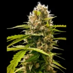 SENSI SEEDS RESEARCH - MANDARIN PUNCH FEM | 3 SEMI