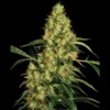 SENSI SEEDS BANK - MEXICAN SATIVA FEM