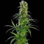 SENSI SEEDS BANK - MICHKA FEM