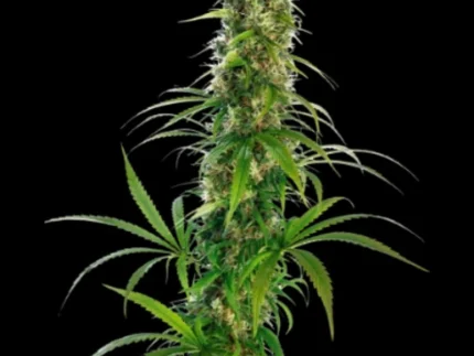 SENSI SEEDS BANK - MICHKA FEM