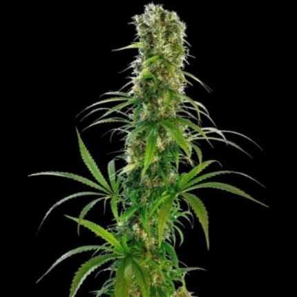 SENSI SEEDS BANK - MICHKA FEM