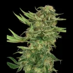 SENSI SEEDS RESEARCH - N13 KUSH FEM