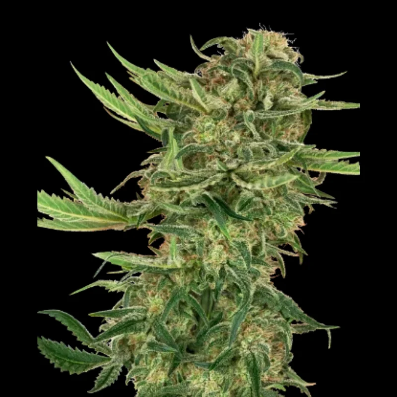 SS_n13_kush_fem_plant.webp SENSI SEEDS RESEARCH - N13 KUSH FEM - Imagen 1