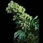 SENSI SEEDS BANK - NORTHERN LIGHTS #5 X HAZE FEM