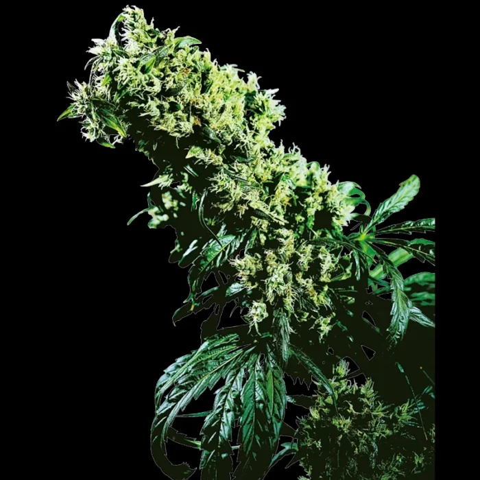 SENSI SEEDS BANK - NORTHERN LIGHTS #5 X HAZE FEM – Image 1