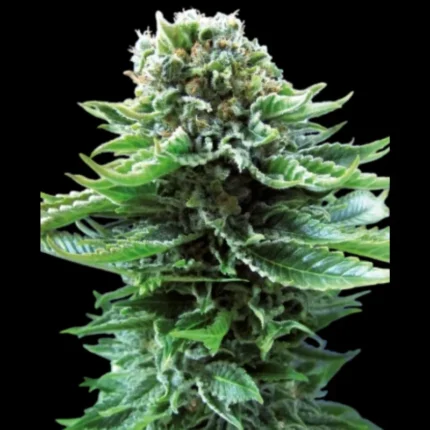 SENSI SEEDS BANK - NORTHERN LIGHTS AUTO FEM