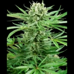 SENSI SEEDS RESEARCH - PAPI CHULO OG FEM | 3 SEEDS
