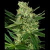 SENSI SEEDS RESEARCH - KÜRBISGEWÜRZ FEM | 3 SAMEN