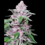 SENSI SEEDS RESEARCH - PURPLE COOKIES KUSH FEM
