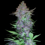 SENSI SAMEN FORSCHUNG - LILA SKUNK AUTO FEM