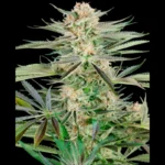 SENSI SEEDS RESEARCH - SCREWDRIVER OG FEM | 3 SEMI