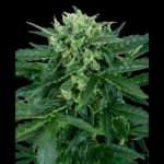 SENSI SEEDS RESEARCH - SENSI AMNESIA AUTO FEM