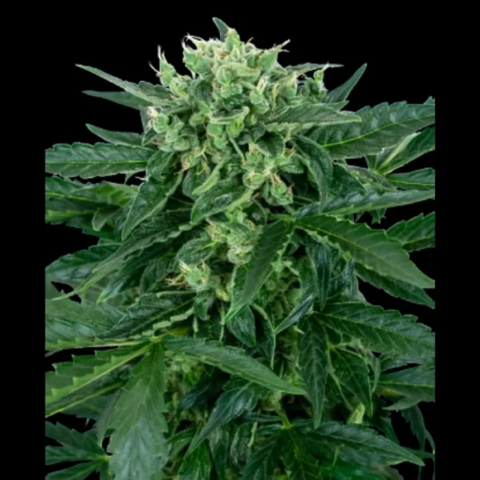 SENSI SEEDS RESEARCH - SENSI AMNESIA AUTO FEM - immagine 1