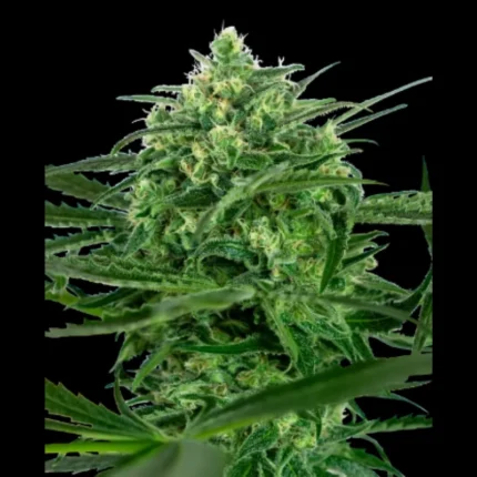 SENSI SEEDS BANK - SENSI AMNESIA FEM