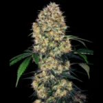 SENSI SEEDS RESEARCH - SENSI AMNESIA XXL AUTO FEM