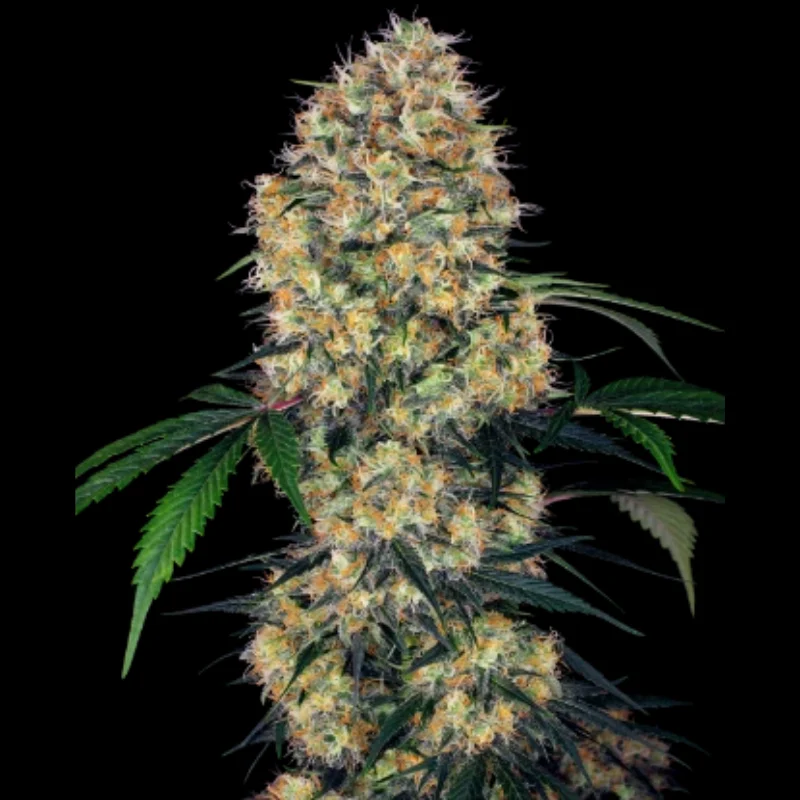 SS_sensi_amnesia_xxl_auto_plant.webp SENSI SEEDS RESEARCH - SENSI AMNESIA XXL AUTO FEM - Image 1