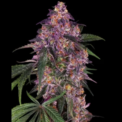 SENSI SEEDS BANK - SENSI PURPLE KUSH FEM