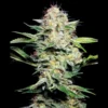 SENSI SEEDS BANK - SENSI SKUNK AUTO FEM