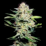 SENSI SEEDS BANK - SENSI SKUNK AUTO FEM