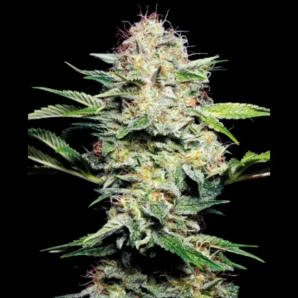 SENSI SEEDS BANK - SENSI SKUNK AUTO FEM