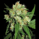 SENSI SEEDS BANK - SENSI SKUNK FEM