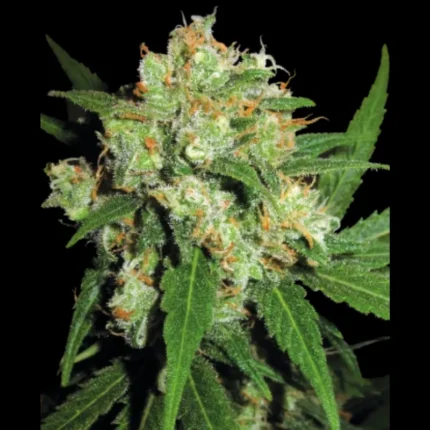 SENSI SEEDS BANK - SENSI SKUNK FEM