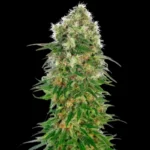 SENSI SEEDS BANK - SHIVA SKUNK AUTOMATIC FEM