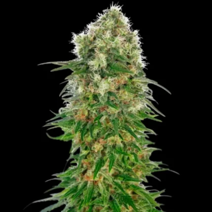 SENSI SEEDS BANK - SHIVA SKUNK AUTOMATIC FEM
