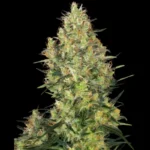 SENSI SEEDS BANK - SHIVA SKUNK FEM
