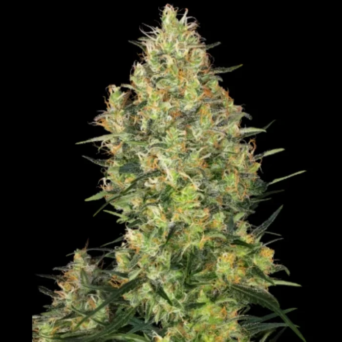 SENSI SEEDS BANK - SHIVA SKUNK FEM – Image 1