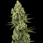BANCO DE SEMILLAS SENSI - SILVER FIRE FEM