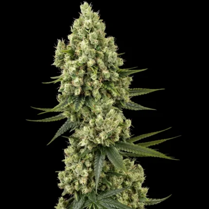 BANCO DE SEMILLAS SENSI - SILVER FIRE FEM