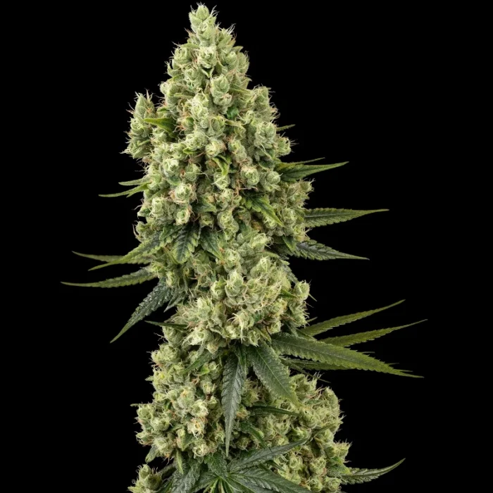BANCO DE SEMILLAS SENSI - SILVER FIRE FEM - Imagen 1