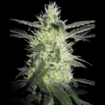 BANCO DE SEMILLAS SENSI - SILVER HAZE FEM (antes SILVER HAZE#9) | 5 SEMILLAS