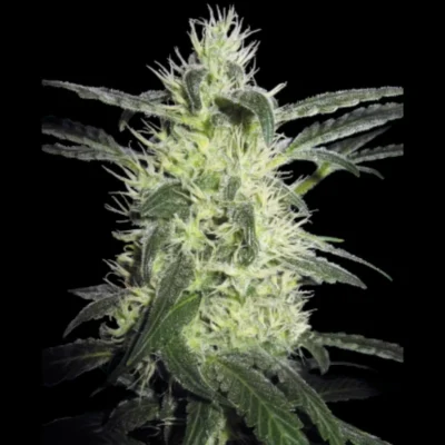 SS_silver_haze_fem_plant.webp SENSI SEEDS BANK - SILVER HAZE FEM (ex SILVER HAZE#9) - immagine 1