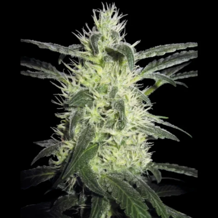 BANCO DE SEMILLAS SENSI - SILVER HAZE FEM (antes SILVER HAZE#9) | 5 SEMILLAS - Imagen 1