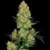 SENSI SEEDS BANK - SKUNK #1 AUTO FEM
