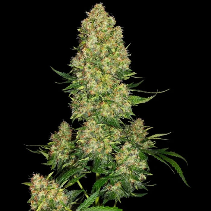 SENSI SEEDS BANK - SKUNK #1 AUTO FEM - Image 1
