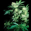 SENSI SEEDS BANK - SKUNK KUSH FEM