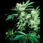 SENSI SEEDS BANK - SKUNK KUSH FEM