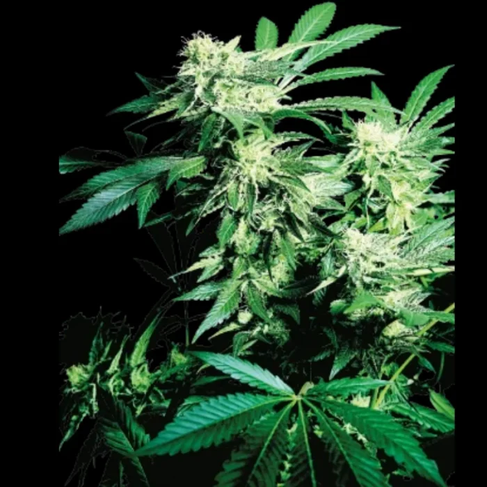 SENSI SEEDS BANK - SKUNK KUSH FEM – Bild 1