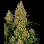 SENSI SEEDS RESEARCH - STICKY ORANGE XXL AUTO FEM